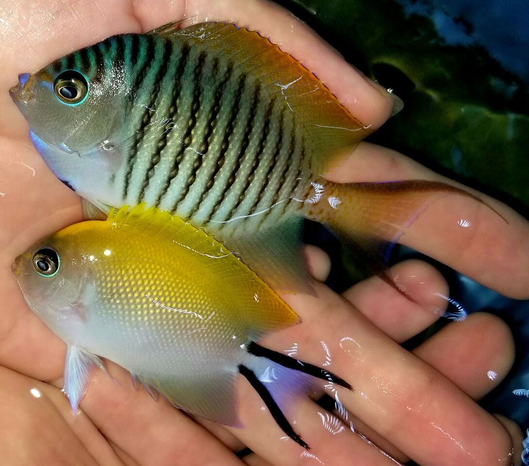 20171110 135147 preview zps0uisqvzh - Great New Fish Shipments Just In At Tropicorium!!! 11/10