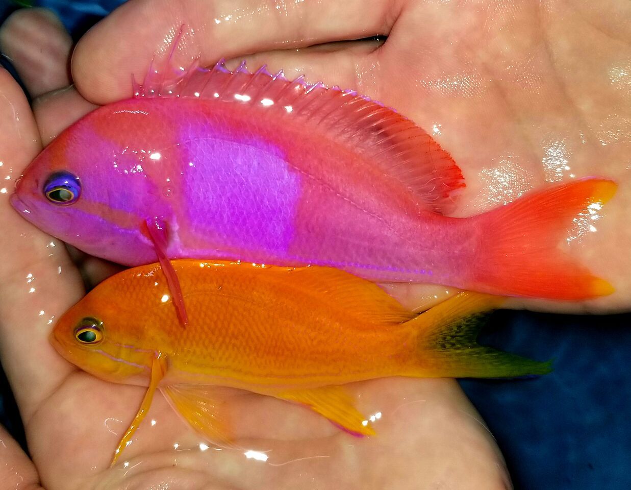 20171110 135635 preview zps5ykln04a - Great New Fish Shipments Just In At Tropicorium!!! 11/10
