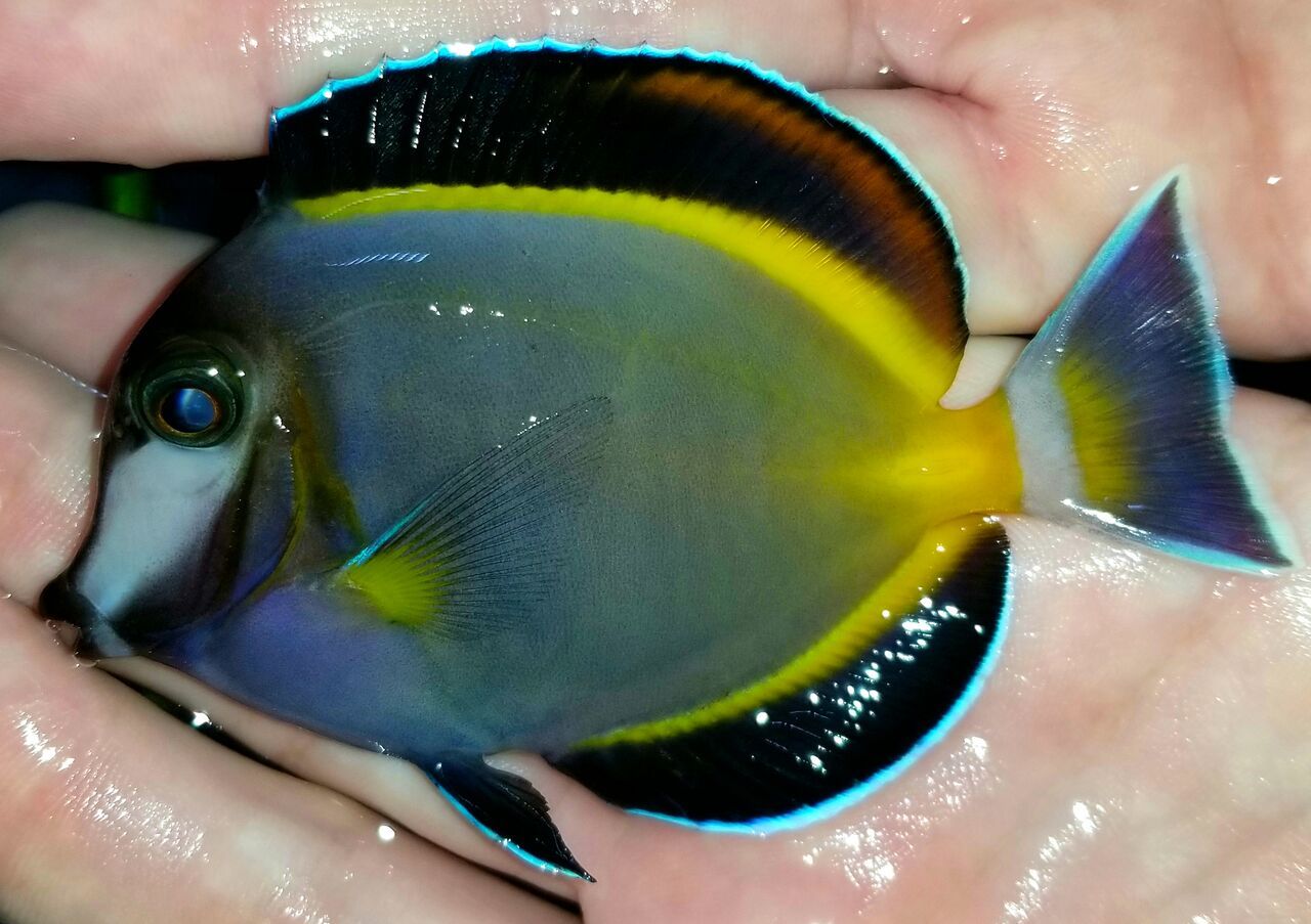 20171110 135813 preview zpsfqt4sze1 - Great New Fish Shipments Just In At Tropicorium!!! 11/10