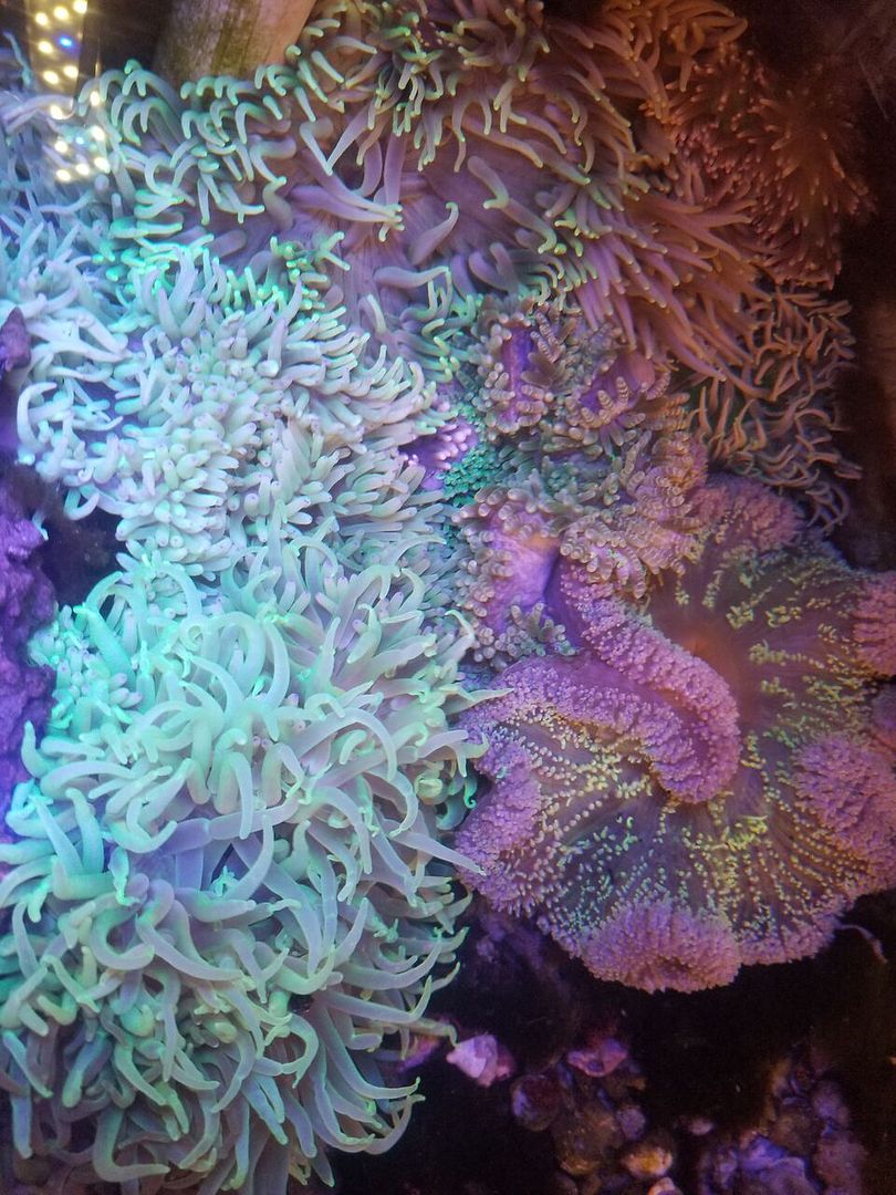 20171201 105745 preview zpsqpixqklp - Great New L. T. Anemones And Other Sweet Invertabrates!!