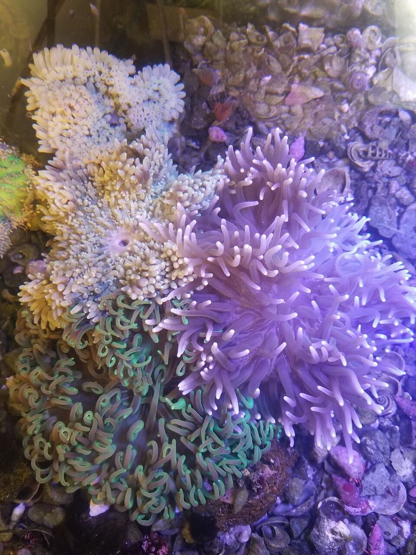 20171201 105811 preview zpsnvtrn2rx - Great New L. T. Anemones And Other Sweet Invertabrates!!