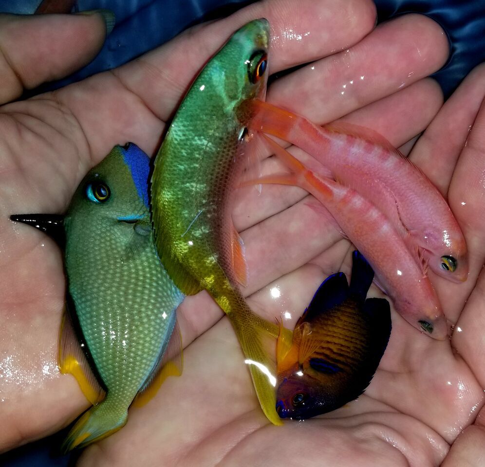 20171201 111120 preview zps0uq1tczs - Great New Fish! Fresh Rare Red Fairy Wrasses!