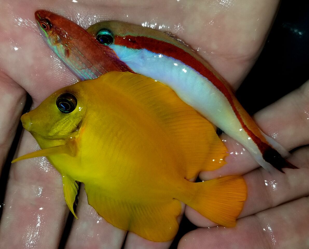 20171201 111226 preview zpspjw6hgca - Great New Fish! Fresh Rare Red Fairy Wrasses!