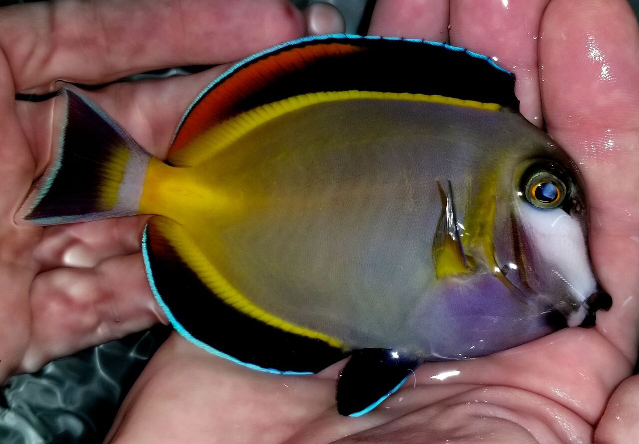 20171201 111300 preview zpssrv3zxqs - Great New Fish! Fresh Rare Red Fairy Wrasses!