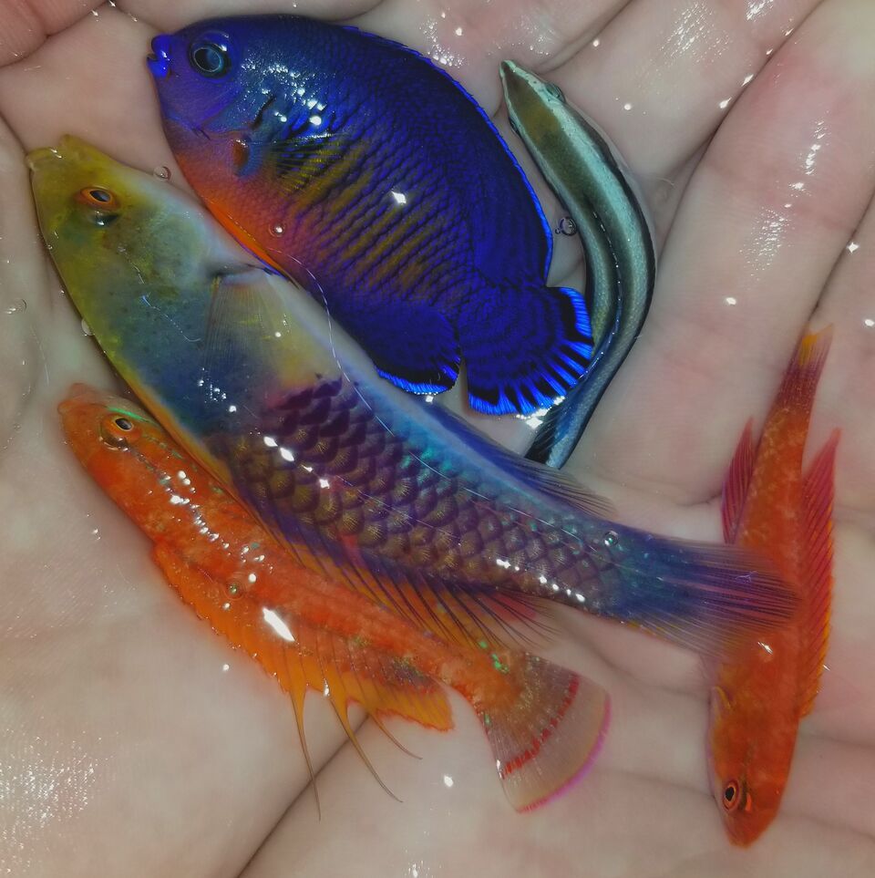 20171201 111609 preview zpsy7dnwzhc - Great New Fish! Fresh Rare Red Fairy Wrasses!