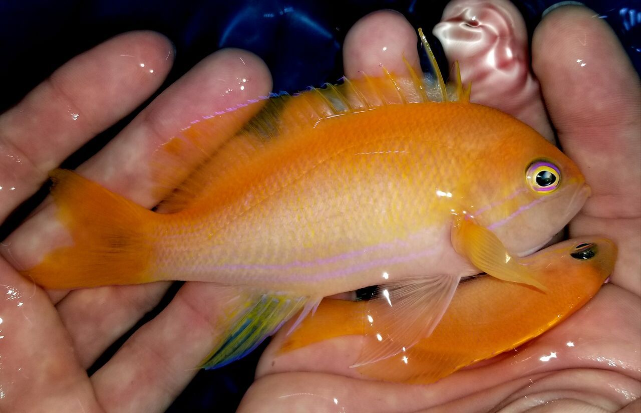 20171201 111740 preview zpsn7zgtmvd - Great New Fish! Fresh Rare Red Fairy Wrasses!