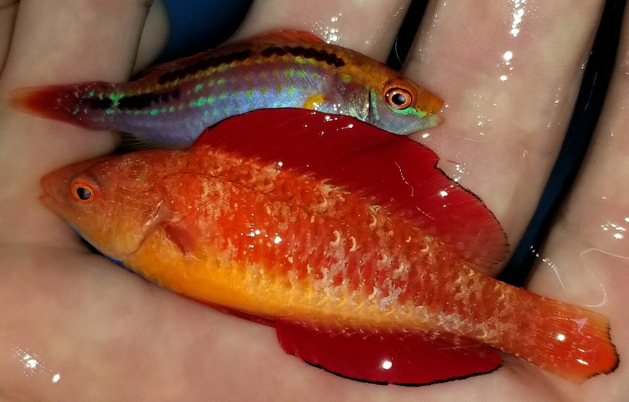 20171201 112507 preview zpswhzwwq0a - Great New Fish! Fresh Rare Red Fairy Wrasses!