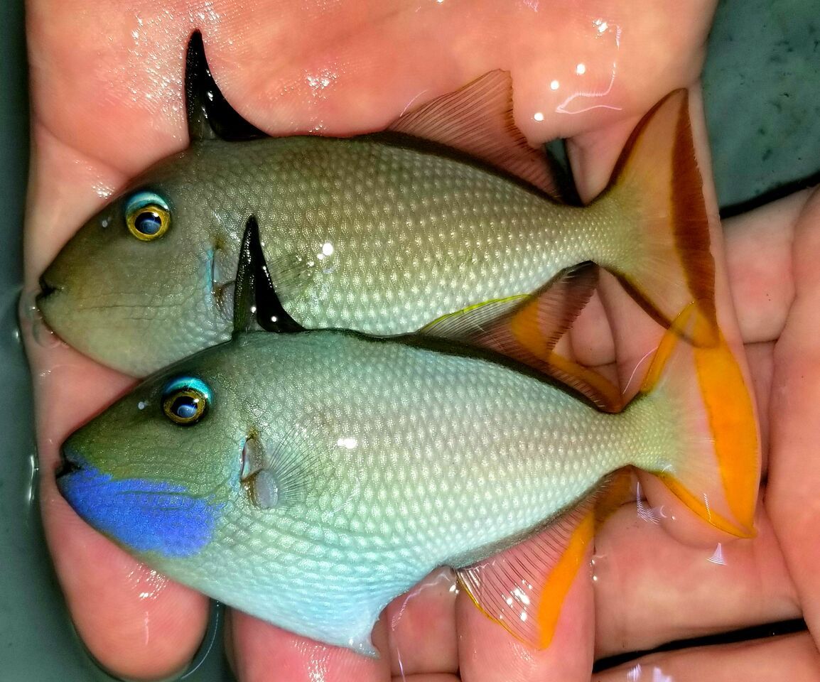 20171201 112944 preview zps8kkbz11h - Great New Fish! Fresh Rare Red Fairy Wrasses!