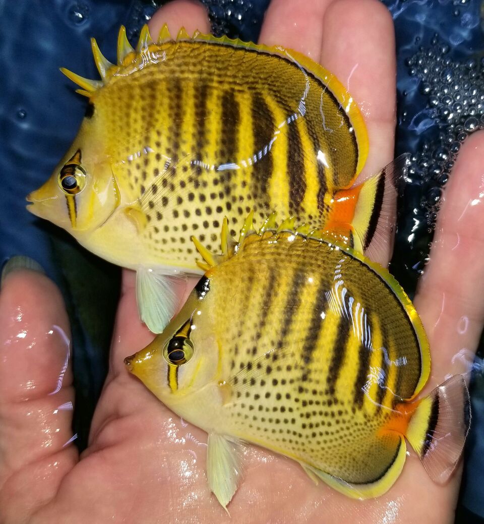 20171201 113944 preview zpsk87vhdnt - Great New Fish! Fresh Rare Red Fairy Wrasses!