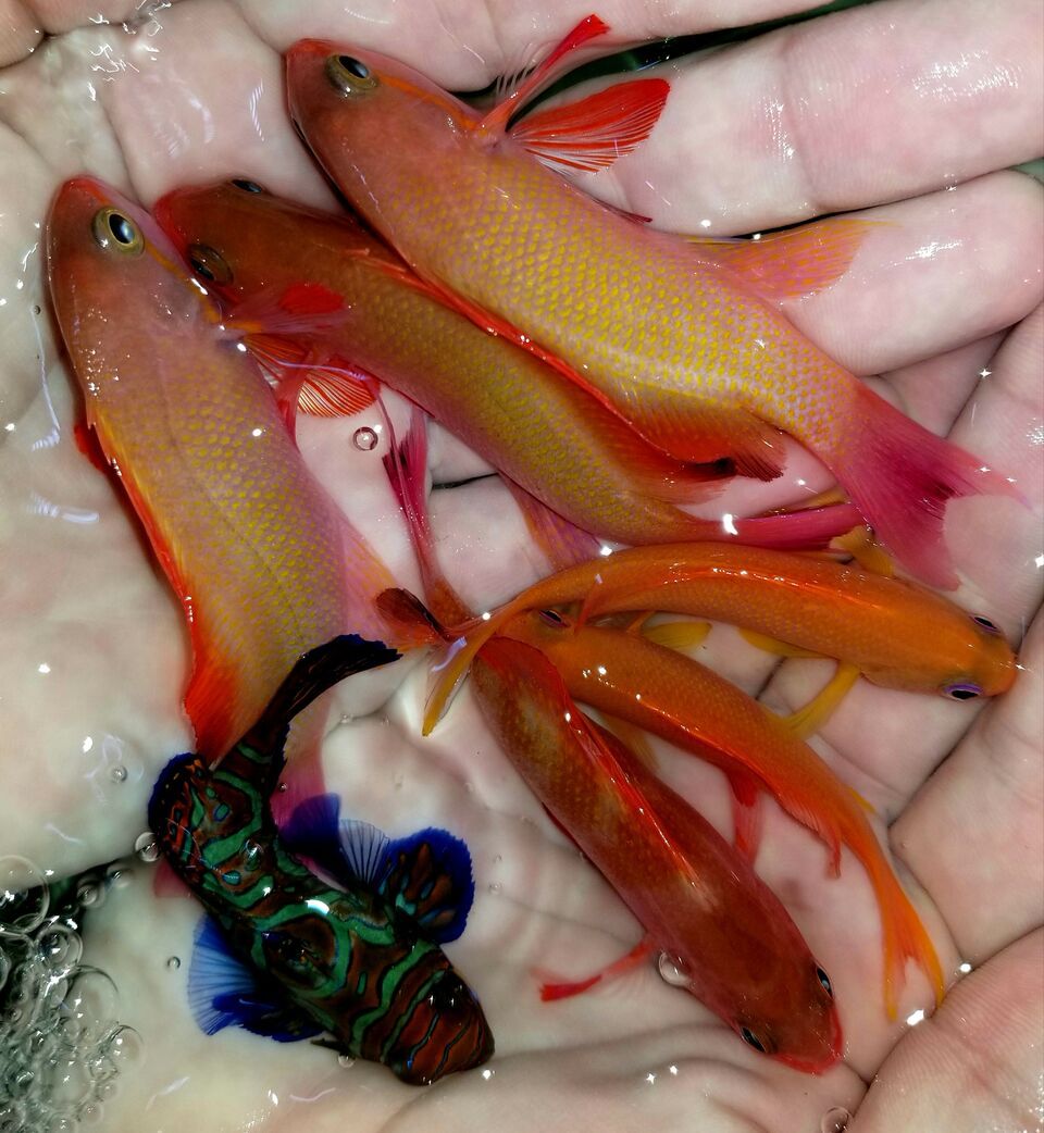 20171201 114204 preview zpsitnifxlf - Great New Fish! Fresh Rare Red Fairy Wrasses!