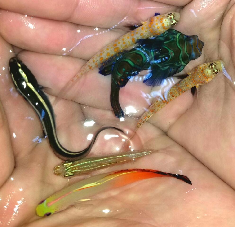 20180216 095044 preview zpsudizjbqv - Fantastic Fish For You! Fresh In At Tropicorium!