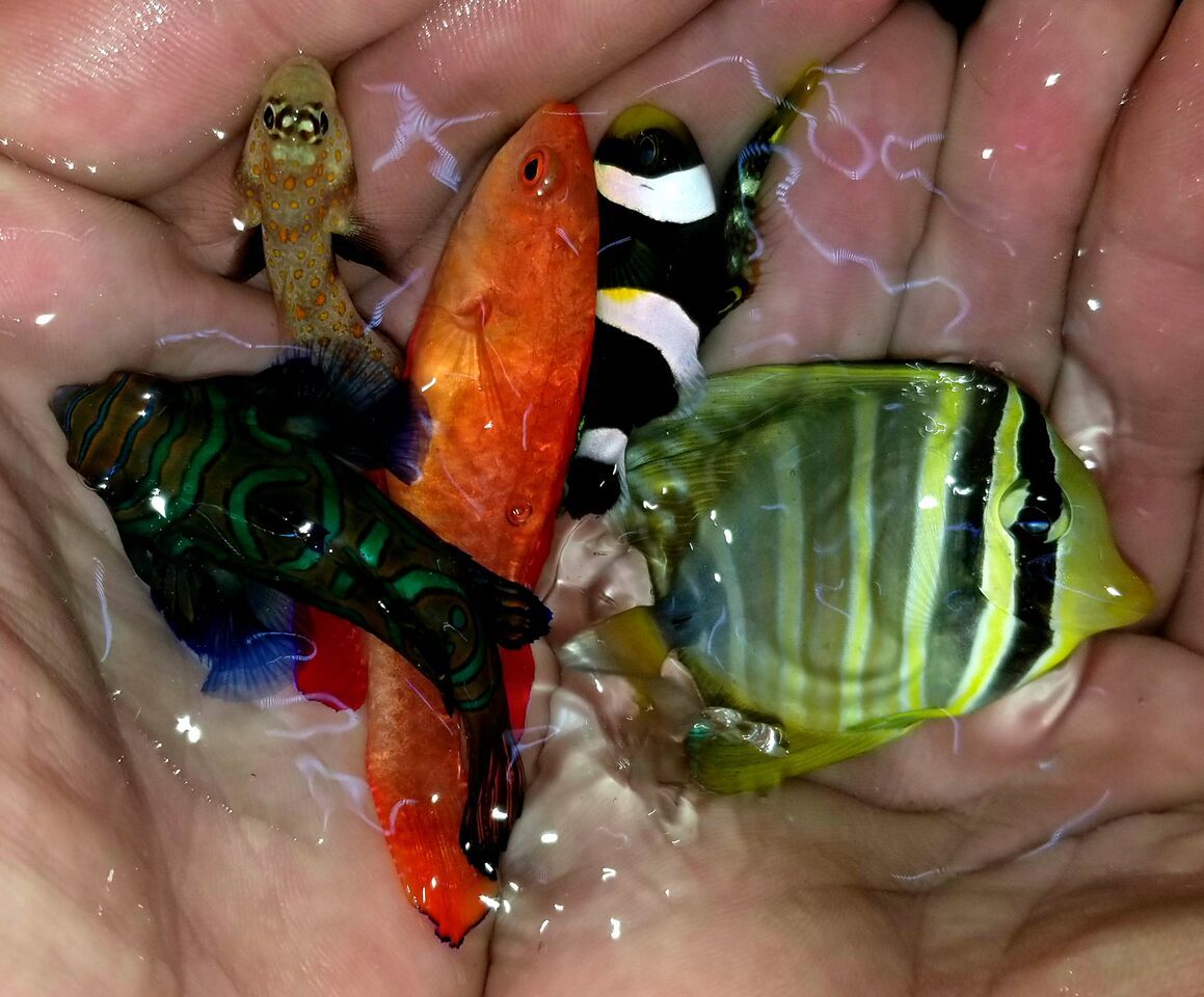 20180216 104159 preview zpsj98pd01b - Fantastic Fish For You! Fresh In At Tropicorium!