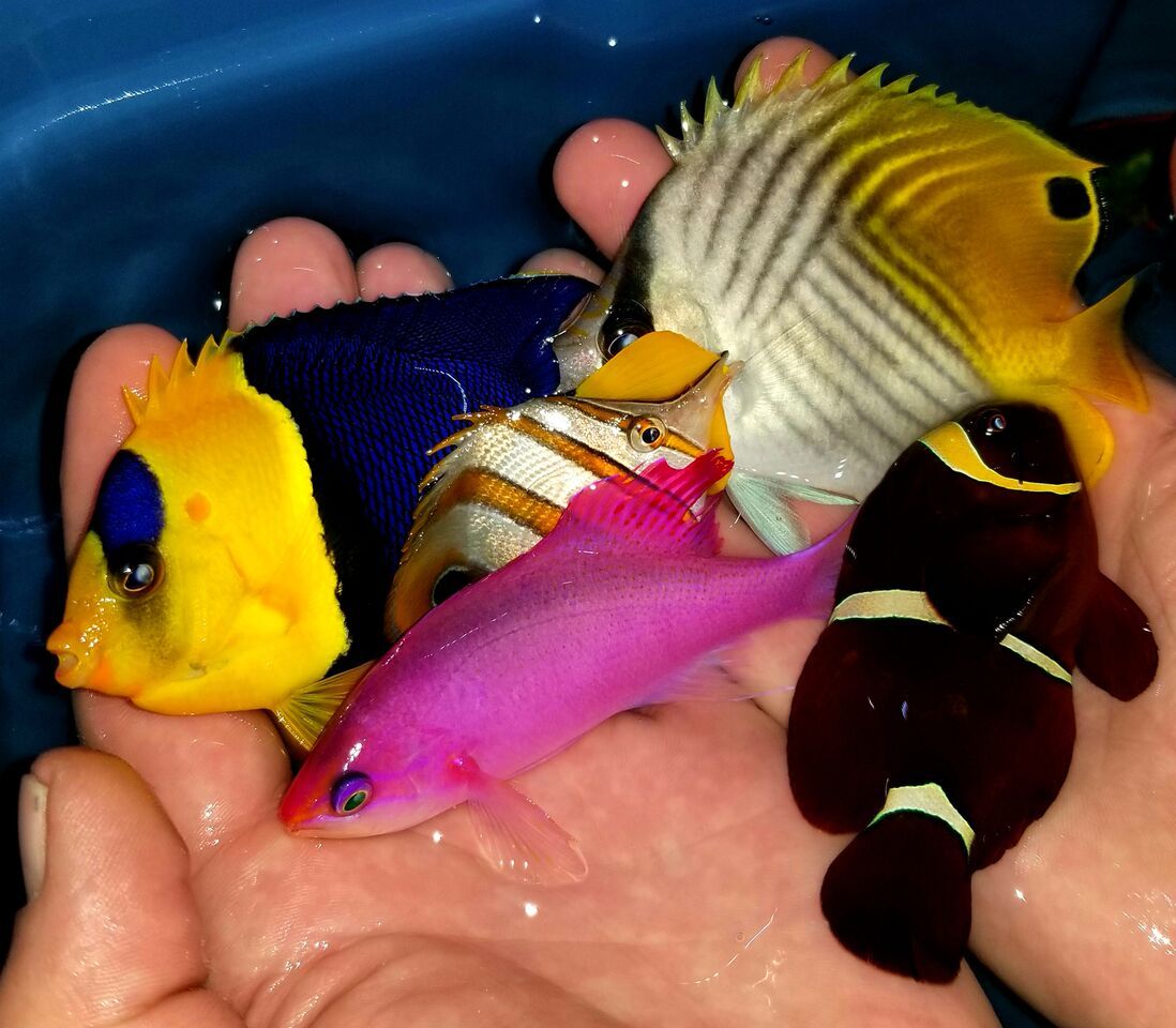 20180216 110946 preview zpseyls5x8n - Fantastic Fish For You! Fresh In At Tropicorium!