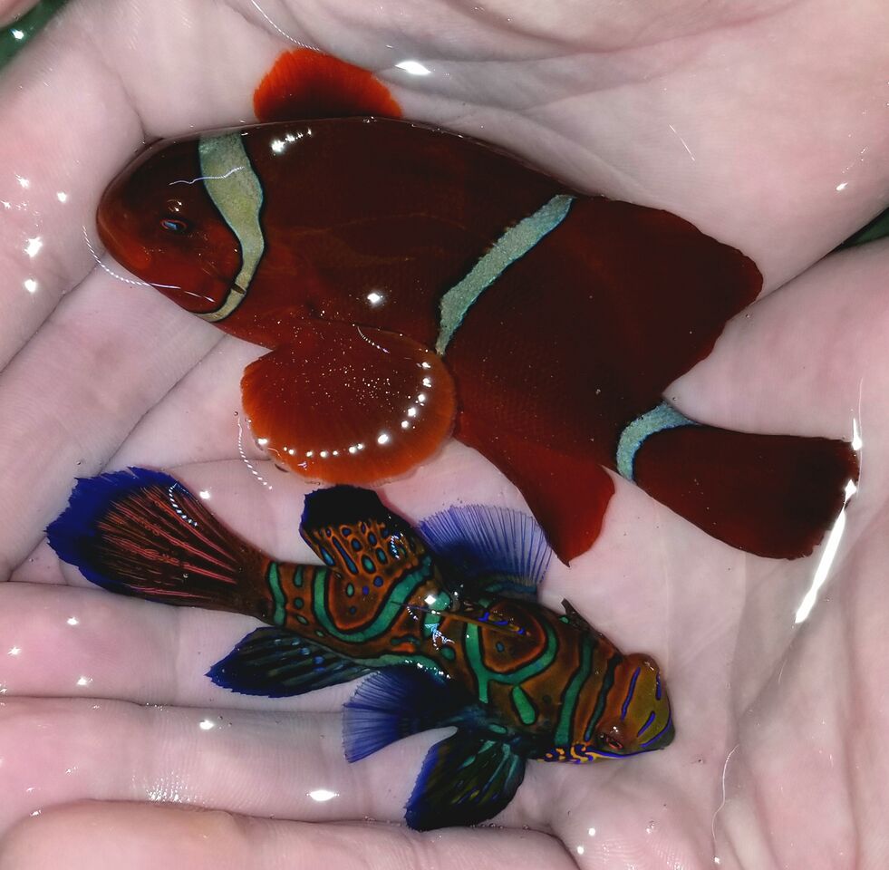20180216 111444 preview zps0jhovcdb - Fantastic Fish For You! Fresh In At Tropicorium!