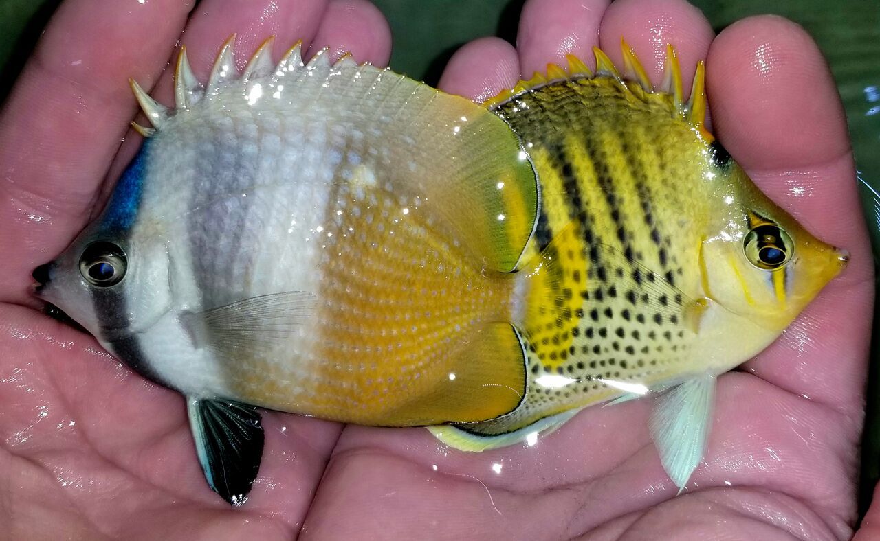20180216 115202 preview zpsqittablk - Fantastic Fish For You! Fresh In At Tropicorium!