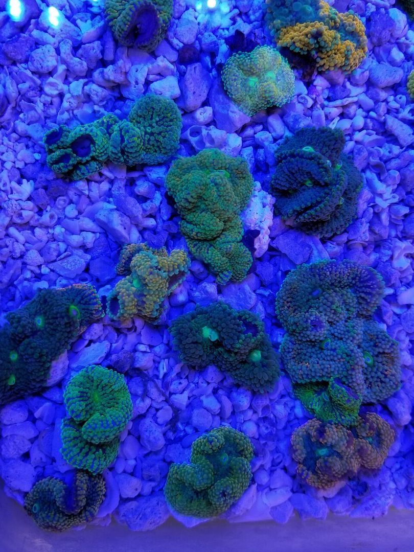 20180707 104347 preview zpsqayphxhc - Our Tanks Are Full Of Everything! Come On Out And Stock Your Aquarium Up!!!