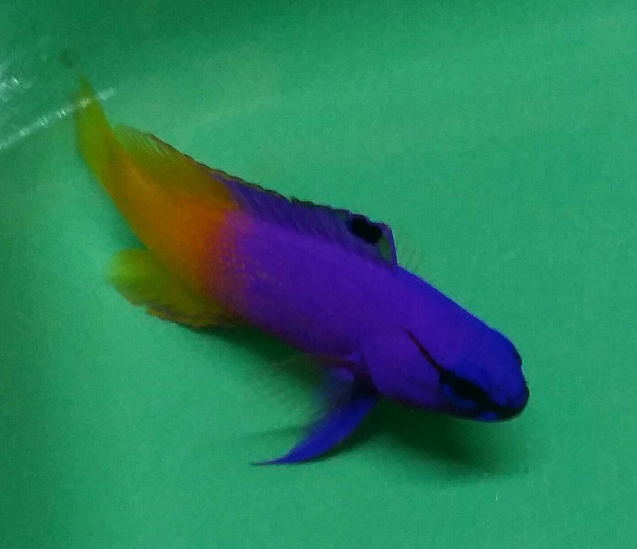 20180707 133117 1 preview zpscmkprnnr - Our Tanks Are Full Of Everything! Come On Out And Stock Your Aquarium Up!!!