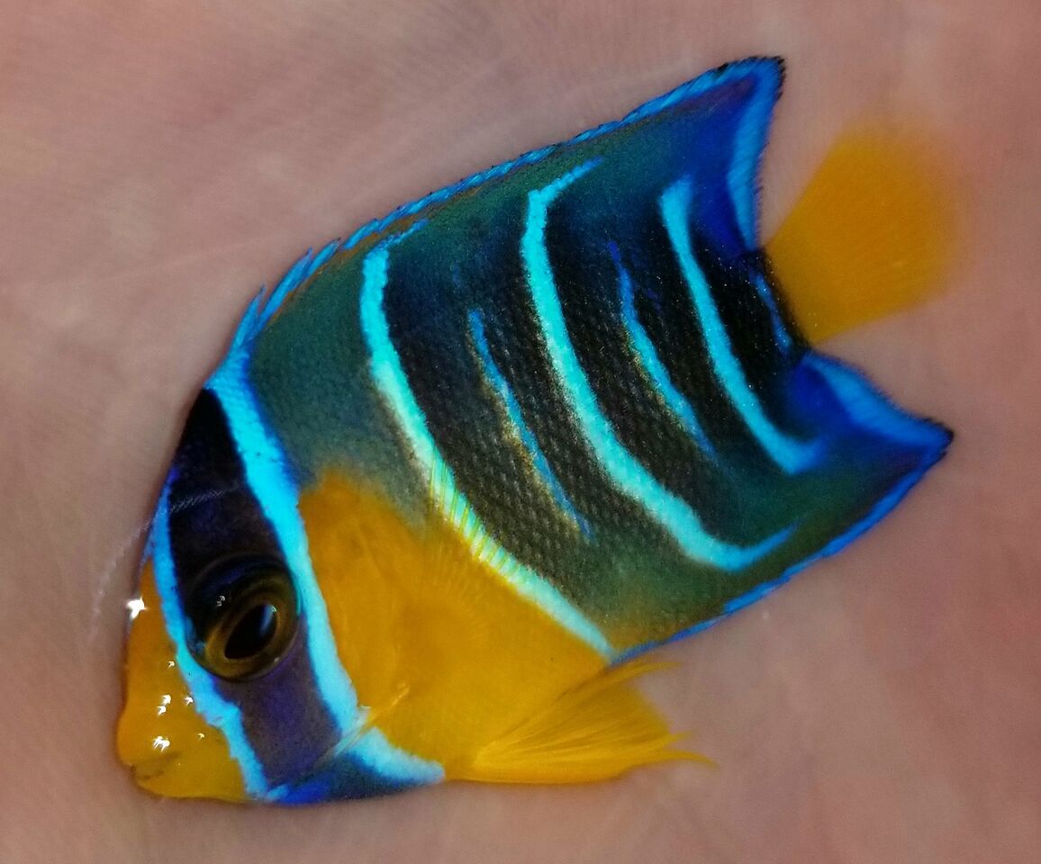 20180504 122133 preview zps7g69cvrs - Greatest Variety Possible!! Awesome New Stock!!!