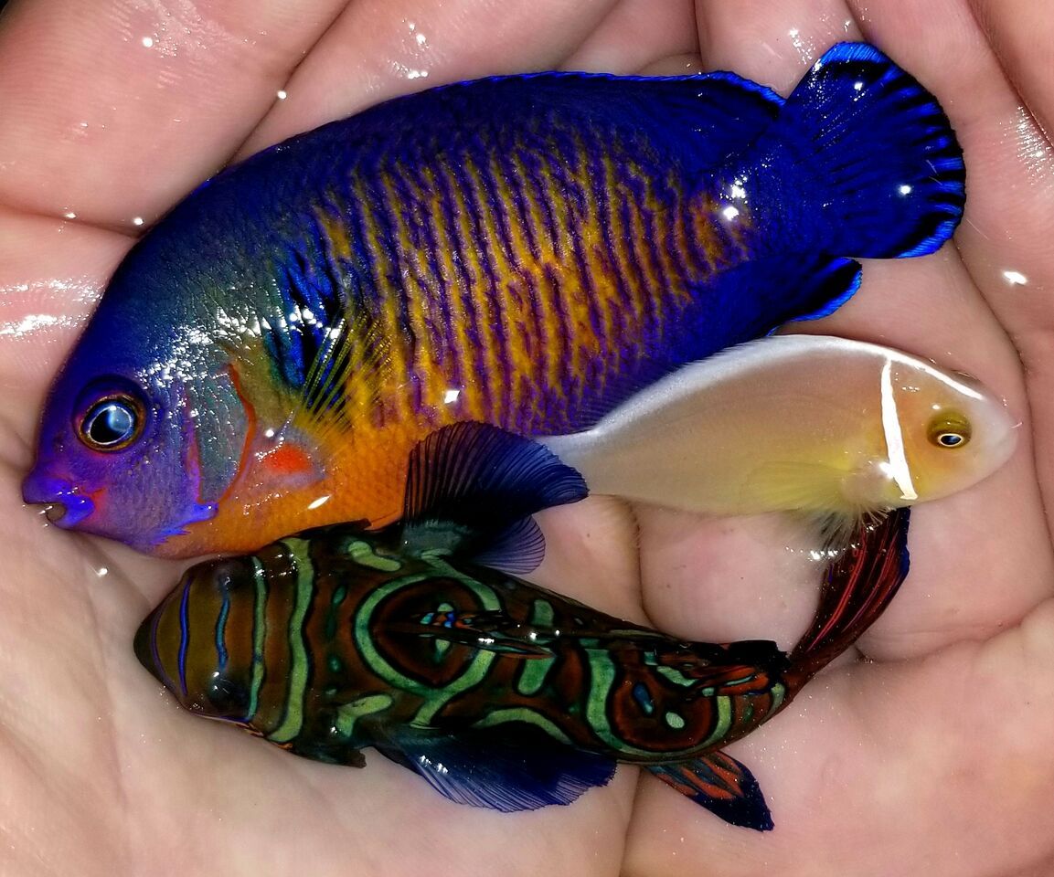 20180525 103046 preview zpszeiihe2f - Awesome Fish For The Memorial Weekend! Open Monday Too!