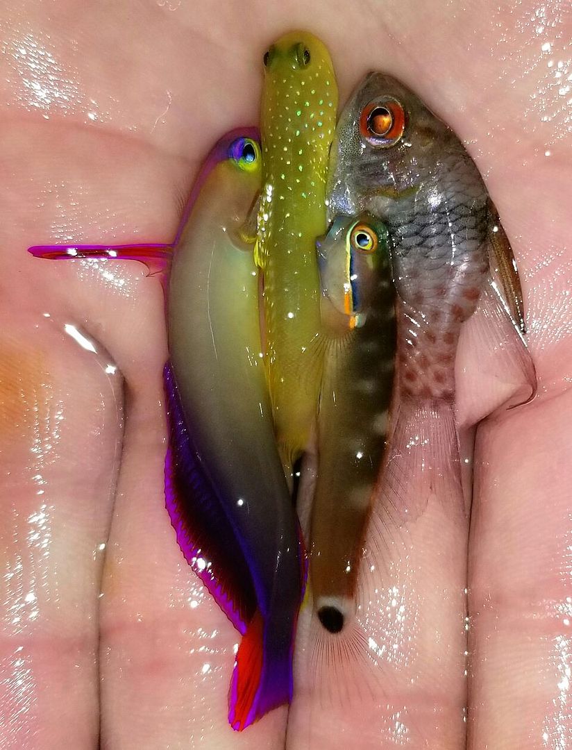 20180525 104221 preview zpsch9gcmgp - Awesome Fish For The Memorial Weekend! Open Monday Too!