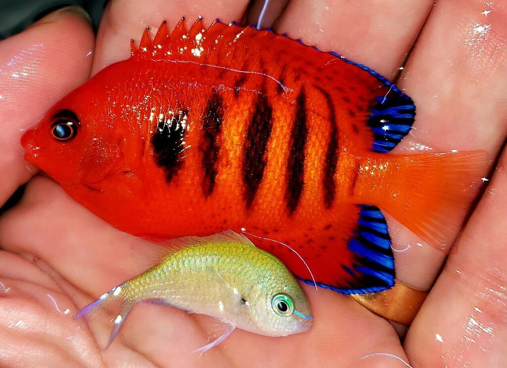 unspecified zps1ztc8hrj - Best Variety Period! Only @ Tropicorium!!!