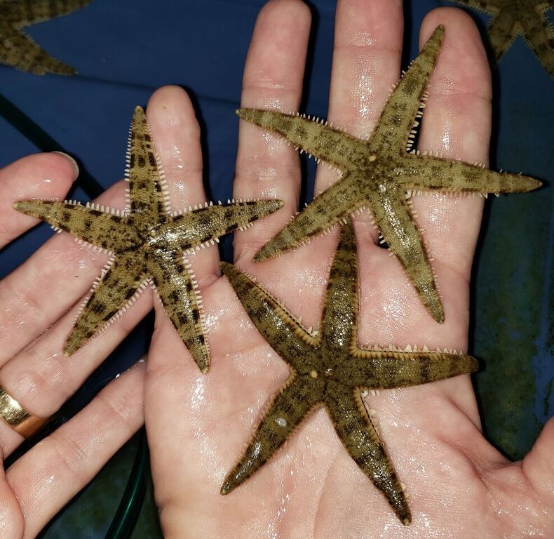 unspecified zps6f0lmdvi - Best Variety Period! Only @ Tropicorium!!!