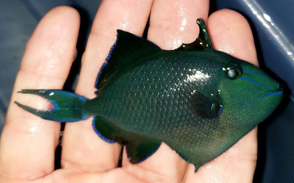 unspecified zps911hpwn7 - Best Variety Period! Only @ Tropicorium!!!