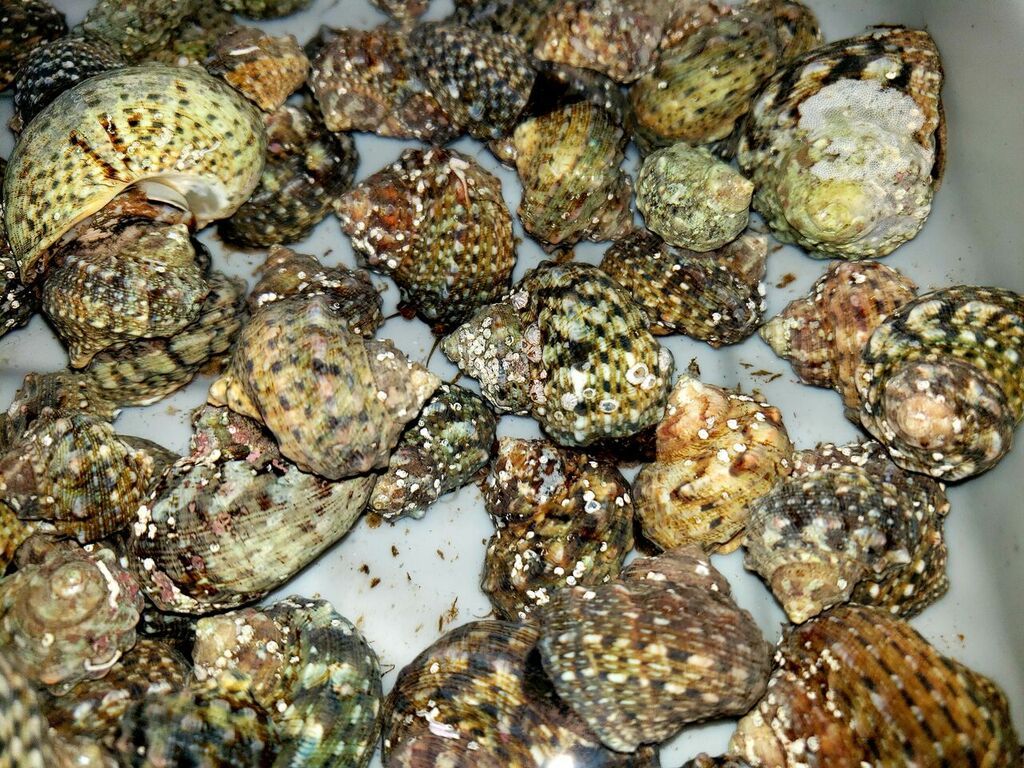 unspecified zps9x6wuczu - Best Variety Period! Only @ Tropicorium!!!