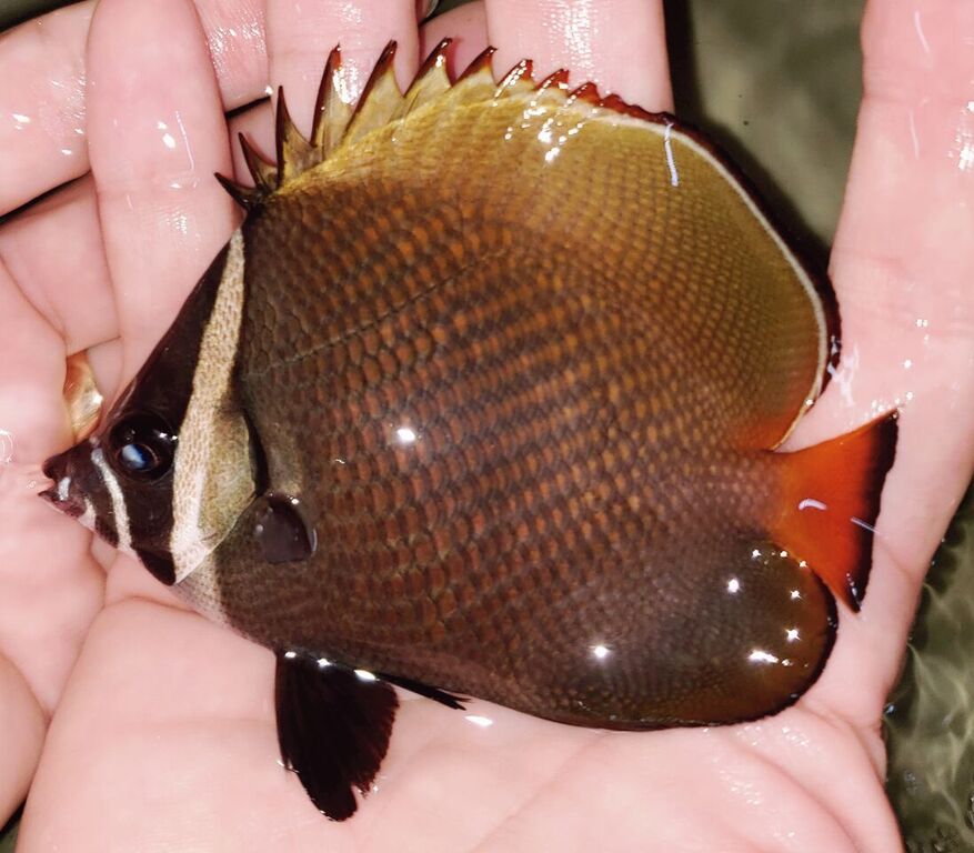 unspecified zpsdmhcjwum - Best Variety Period! Only @ Tropicorium!!!