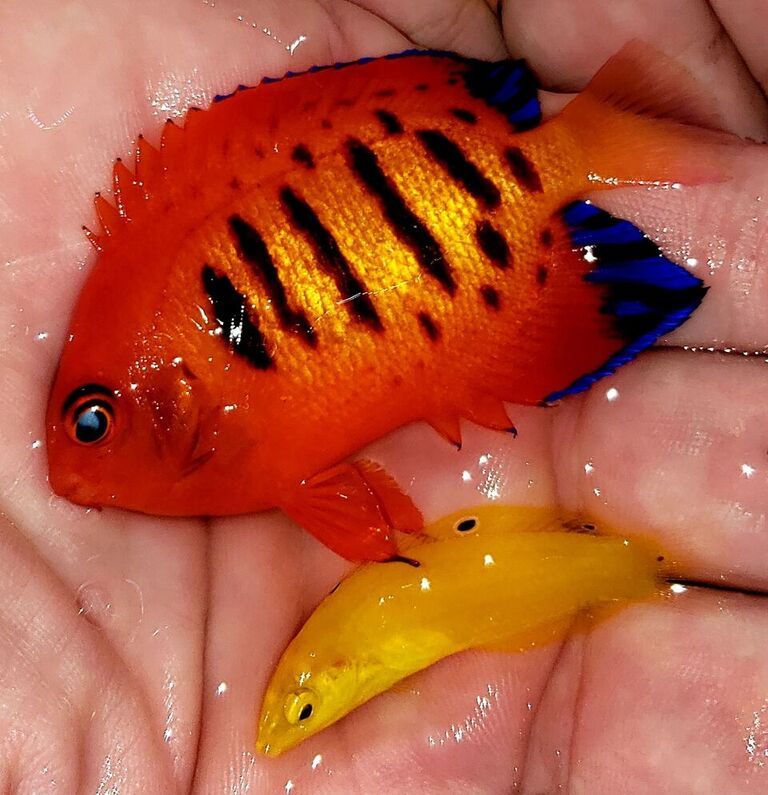 unspecified zpsgalxt8xo - Best Variety Period! Only @ Tropicorium!!!