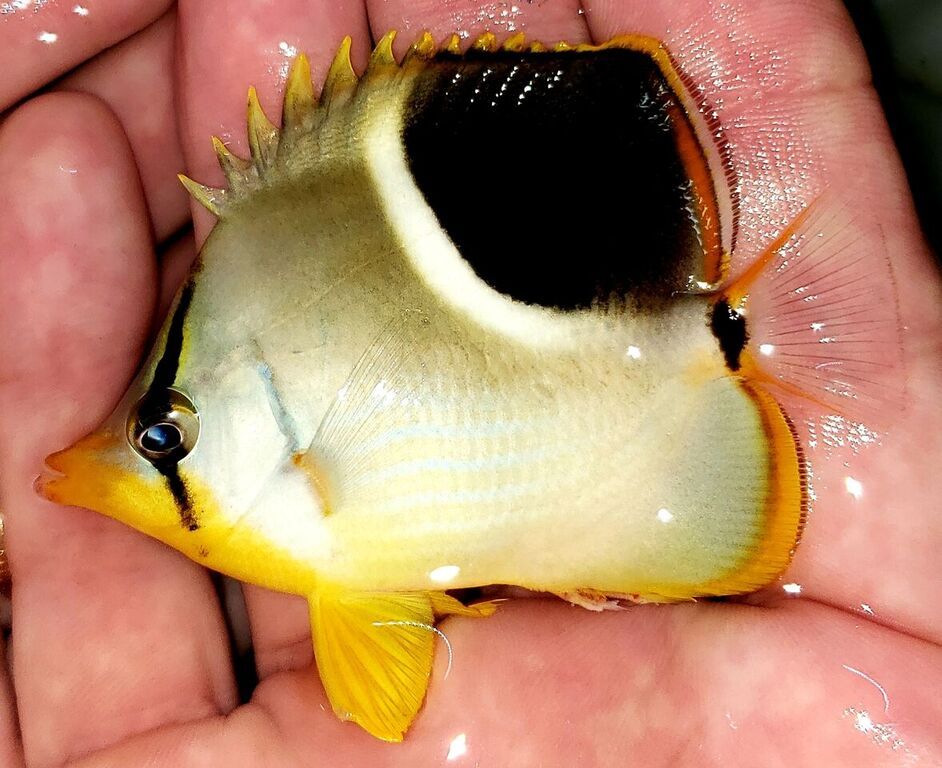 unspecified zpsmwabaeyx - Best Variety Period! Only @ Tropicorium!!!