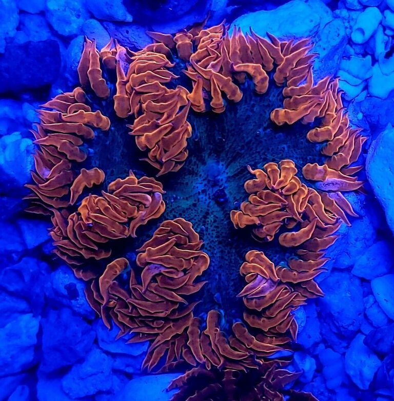unspecified zpsnhyhcf1r - Clowns, Corals, And Anemones! Only The Best!!!