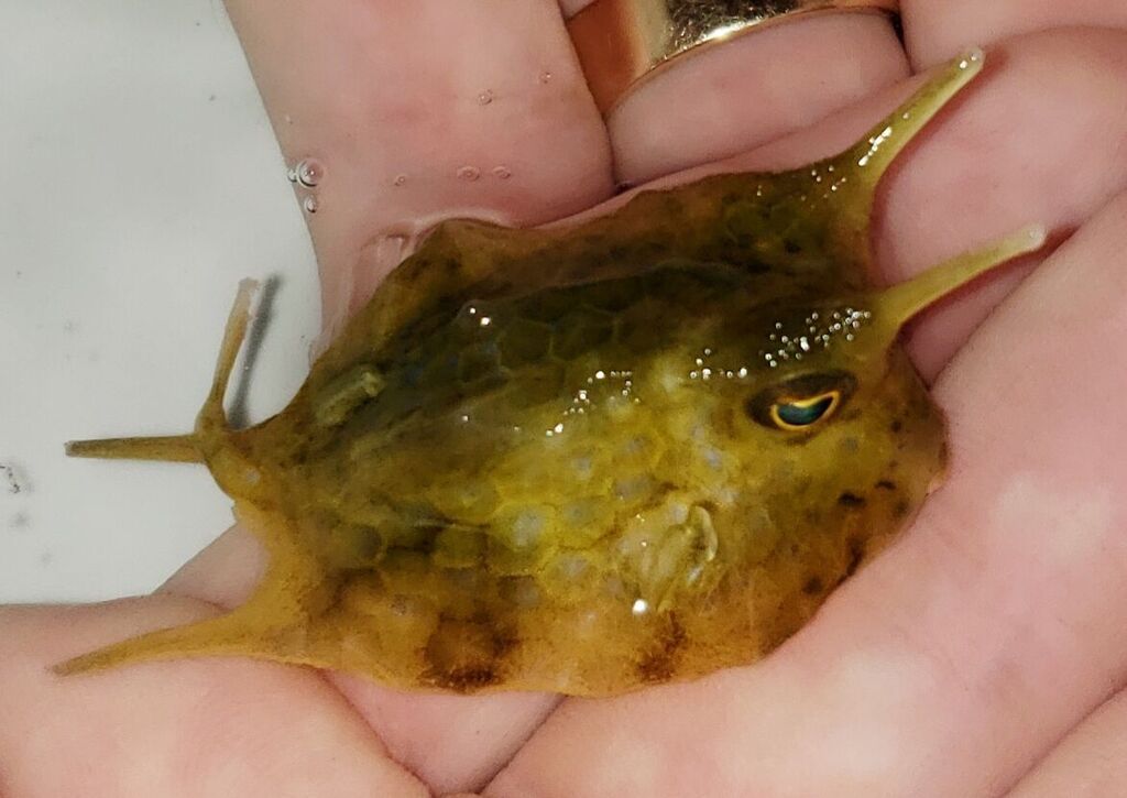 unspecified zpspl2imids - Best Variety Period! Only @ Tropicorium!!!