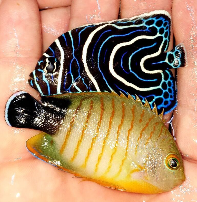 unspecified zpspnqrtlvq - Best Variety Period! Only @ Tropicorium!!!