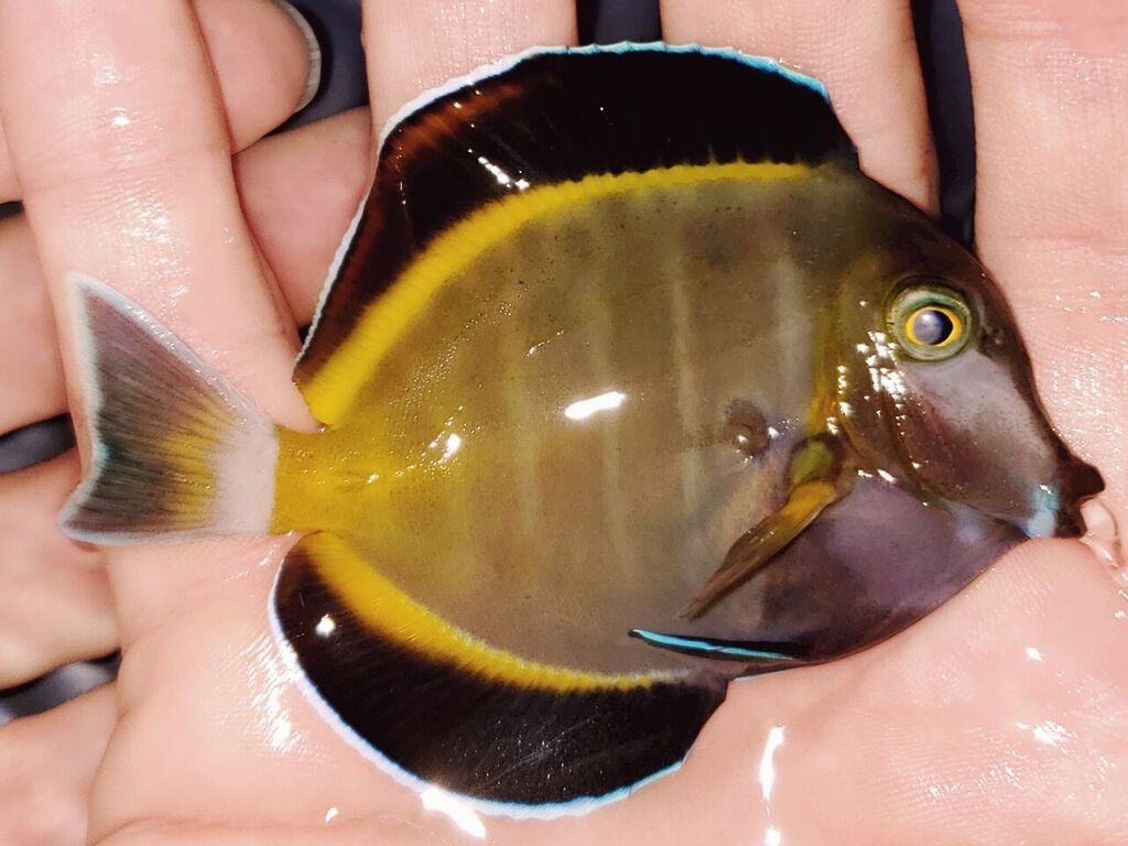 unspecified zpsqniiahio - Best Variety Period! Only @ Tropicorium!!!