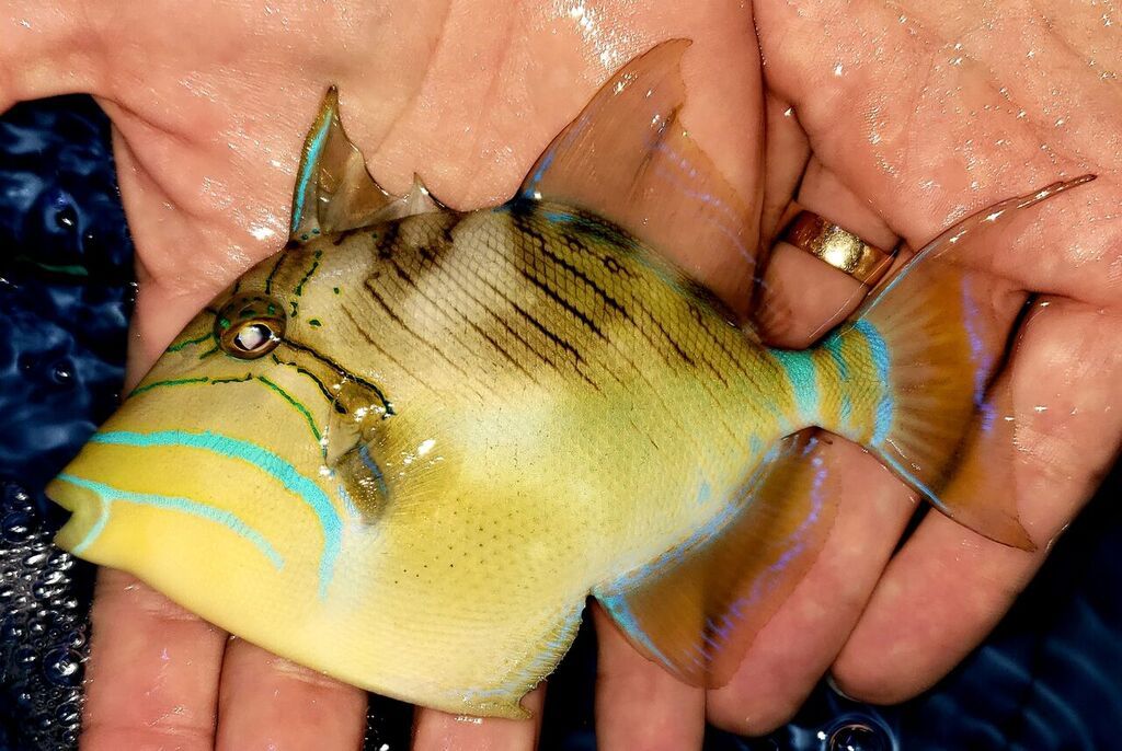 unspecified zpsqtucudf7 - Best Variety Period! Only @ Tropicorium!!!