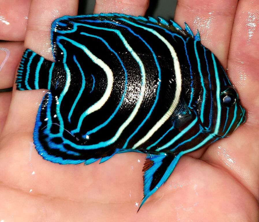 unspecified zpss7nwwszz - Best Variety Period! Only @ Tropicorium!!!