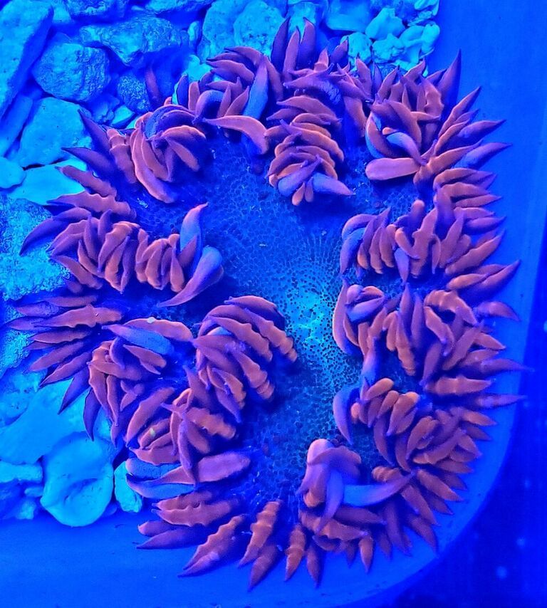 unspecified zpsvz8lmczs - Clowns, Corals, And Anemones! Only The Best!!!