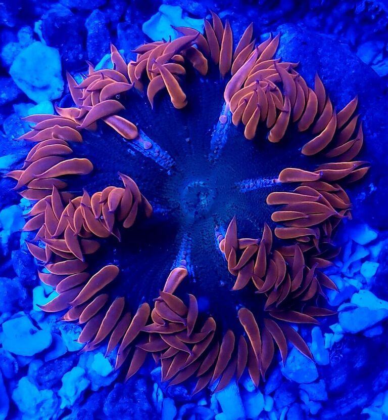 unspecified zpswmdbtpzx - Clowns, Corals, And Anemones! Only The Best!!!