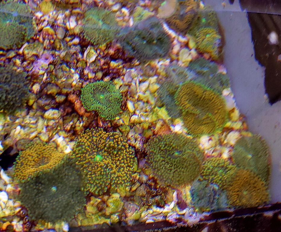 unspecified zpsnzzqk12y - Huge New Fish Shipment And Tons Of Coral Frags In At Tropicorium!!!