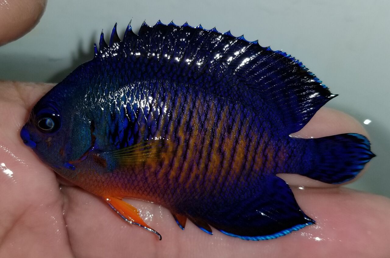 20180712 121128 preview zpsycv1wqcc - Tons of Great Fully Conditioned Fish In Stock @ Tropicorium!!!