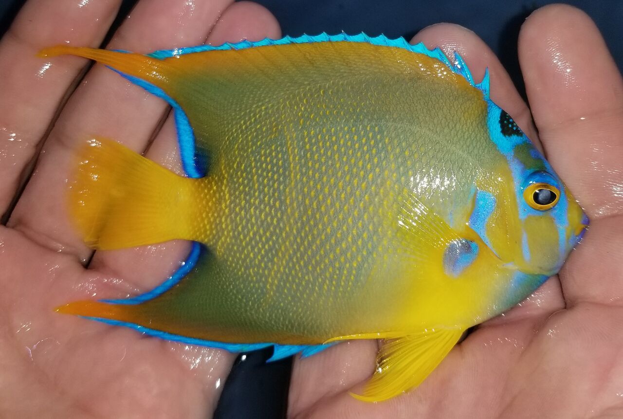 20180712 121734 preview zpsgns4ugdl - Tons of Great Fully Conditioned Fish In Stock @ Tropicorium!!!