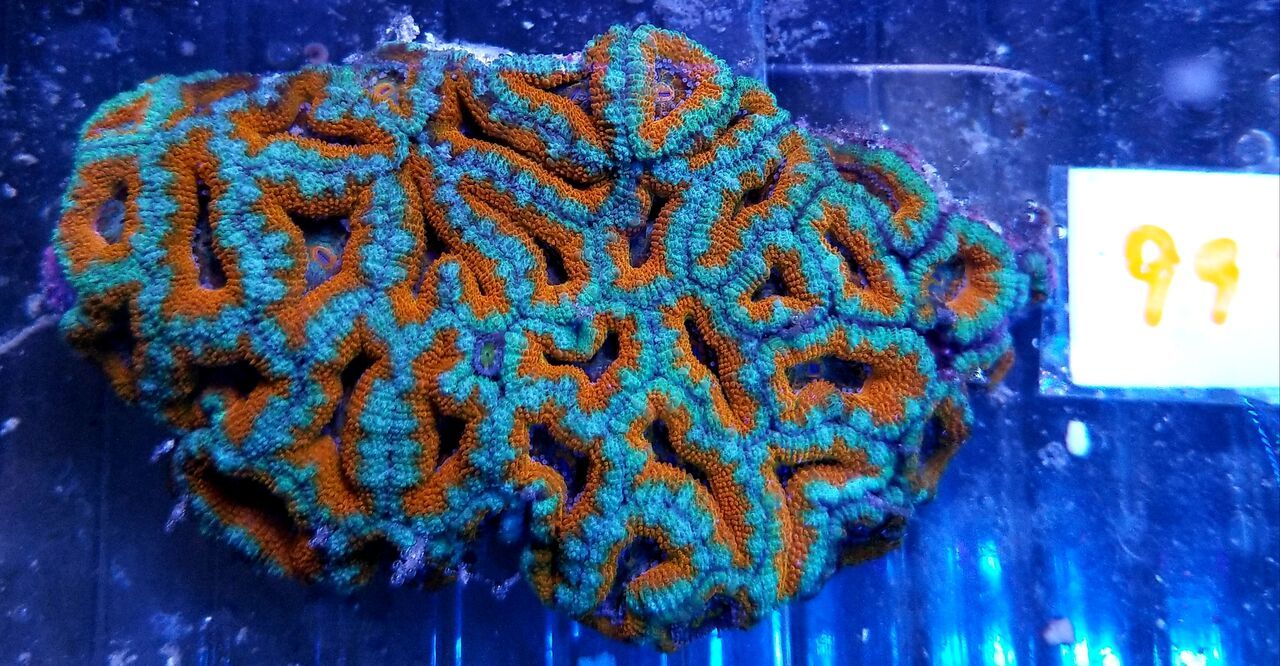 20180713 163924 preview zpshe5up1f8 - Acans & Zoas! Great Prices! Only @ Tropicorium!!!