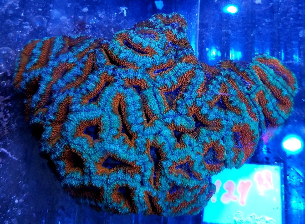 20180713 164005 preview zpstpfpkr3h - Acans & Zoas! Great Prices! Only @ Tropicorium!!!