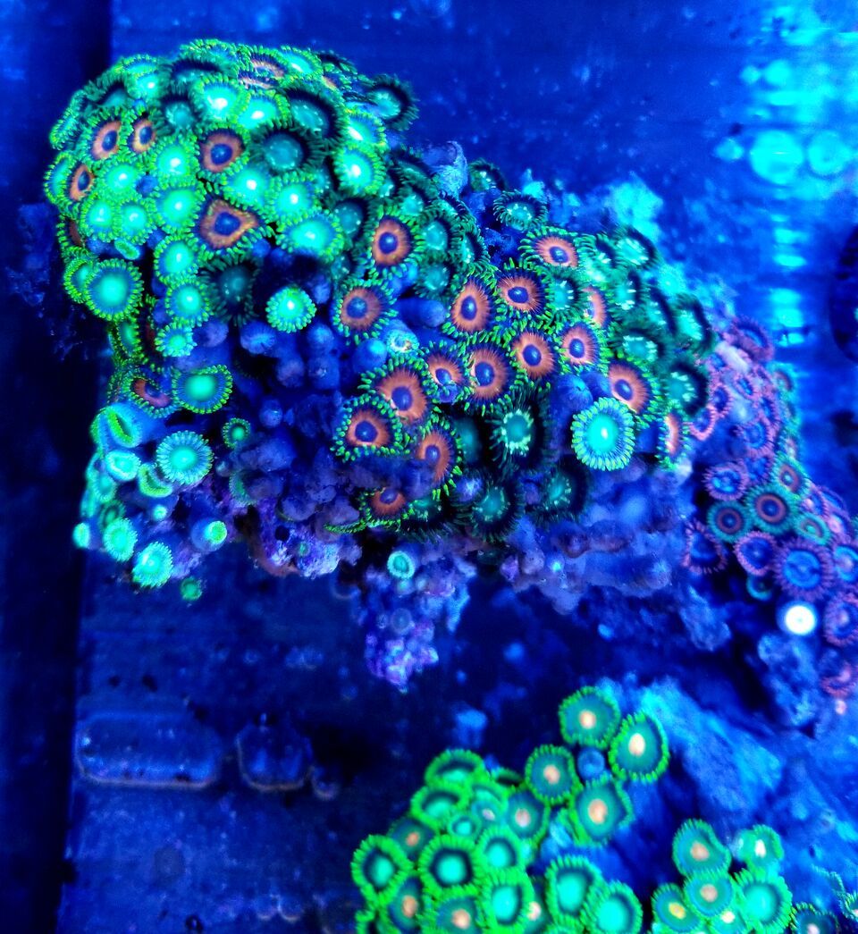 20180713 164158 preview zpssexoljfc - Acans & Zoas! Great Prices! Only @ Tropicorium!!!
