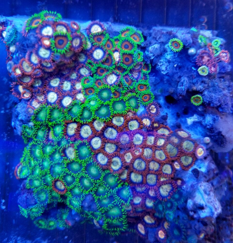 20180713 164305 preview zpsqgmymvqj - Acans & Zoas! Great Prices! Only @ Tropicorium!!!