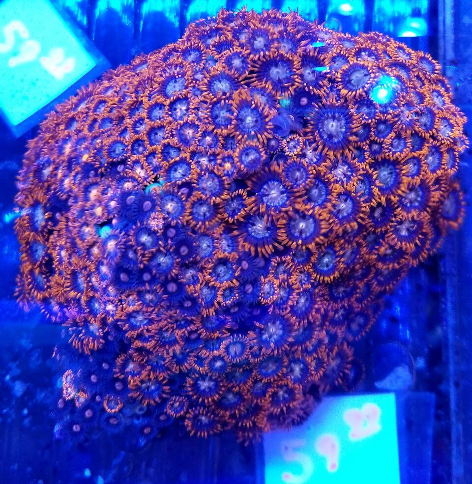 20180713 164359 preview zpsi41u0hyh - Acans & Zoas! Great Prices! Only @ Tropicorium!!!