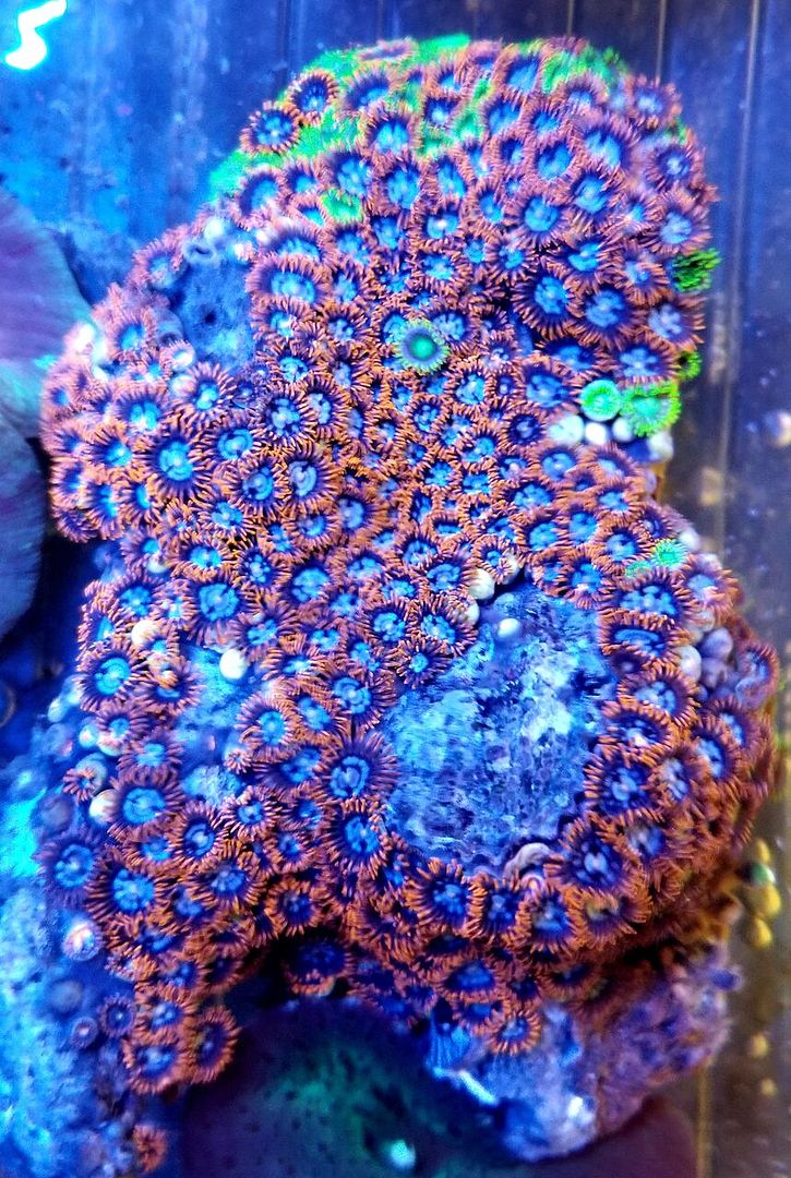 20180713 164426 preview zps8ysmgr6f - Acans & Zoas! Great Prices! Only @ Tropicorium!!!