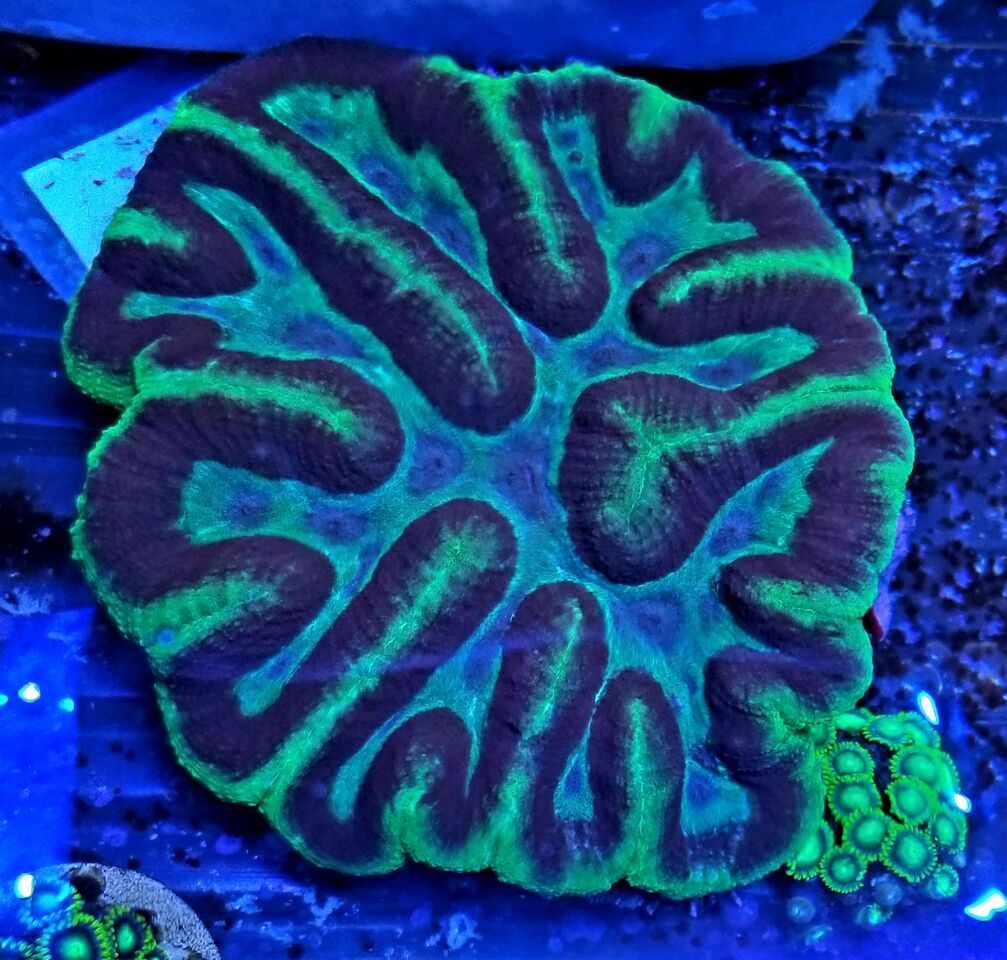 20180713 164815 preview zps6uqdcddz - Acans & Zoas! Great Prices! Only @ Tropicorium!!!