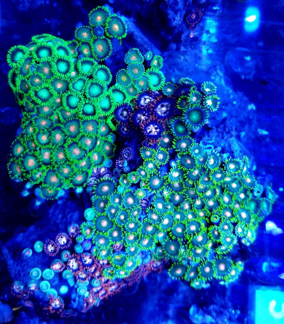 20180713 164923 preview zps0itzfqsf - Acans & Zoas! Great Prices! Only @ Tropicorium!!!